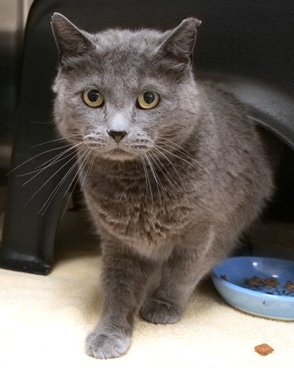 Learn More About Smokey Photo of Smokey