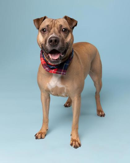 Photo of Piper