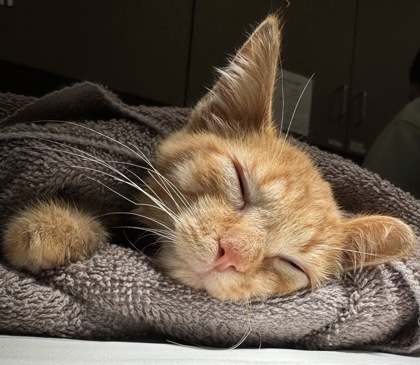 Mimosa