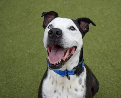 Learn More About Koda Blue Photo of Koda Blue