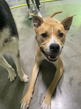 View Tanner (in Foster At PetSuites) the Dog Photo #2