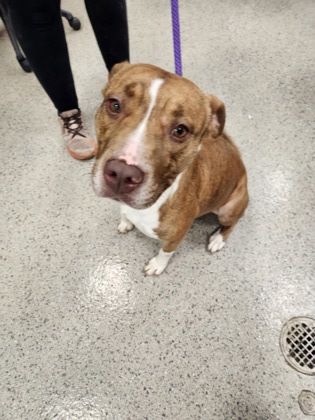 View Lava the Dog Photo #1