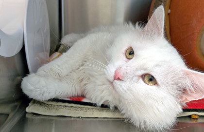 View Snowball the Cat Photo #2