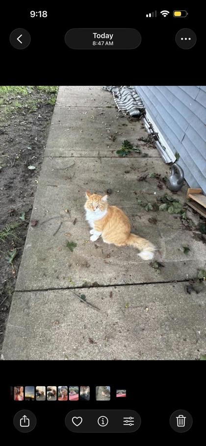 View Pickle the Cat Photo #2