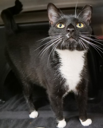 SQUIRT - Domestic Shorthair / Mix available for adoption