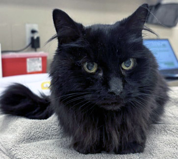 Learn More About Aurora