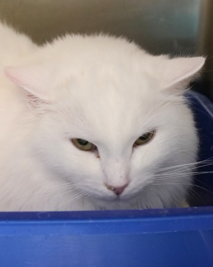 View Jinx the Cat Photo #1