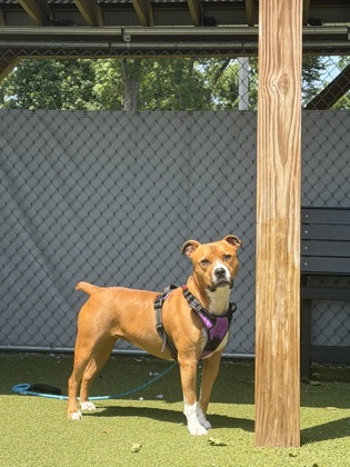 View Tiki the Dog Photo #3