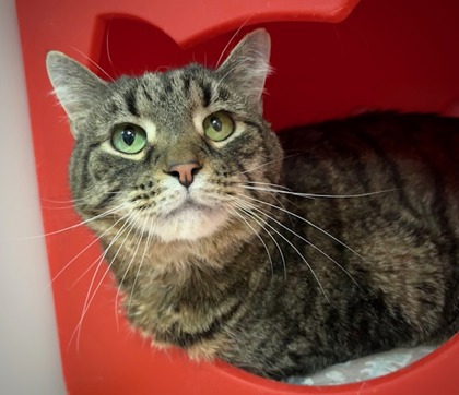 View Marble (in Foster) the Cat Photo #1