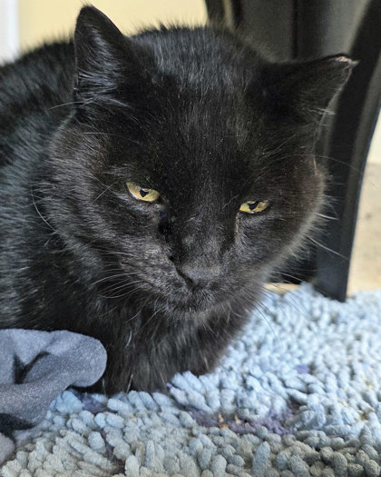 Ziggy (at Smitten Kitten)