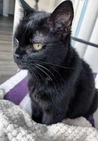 Photo of Boo Bear (in foster)