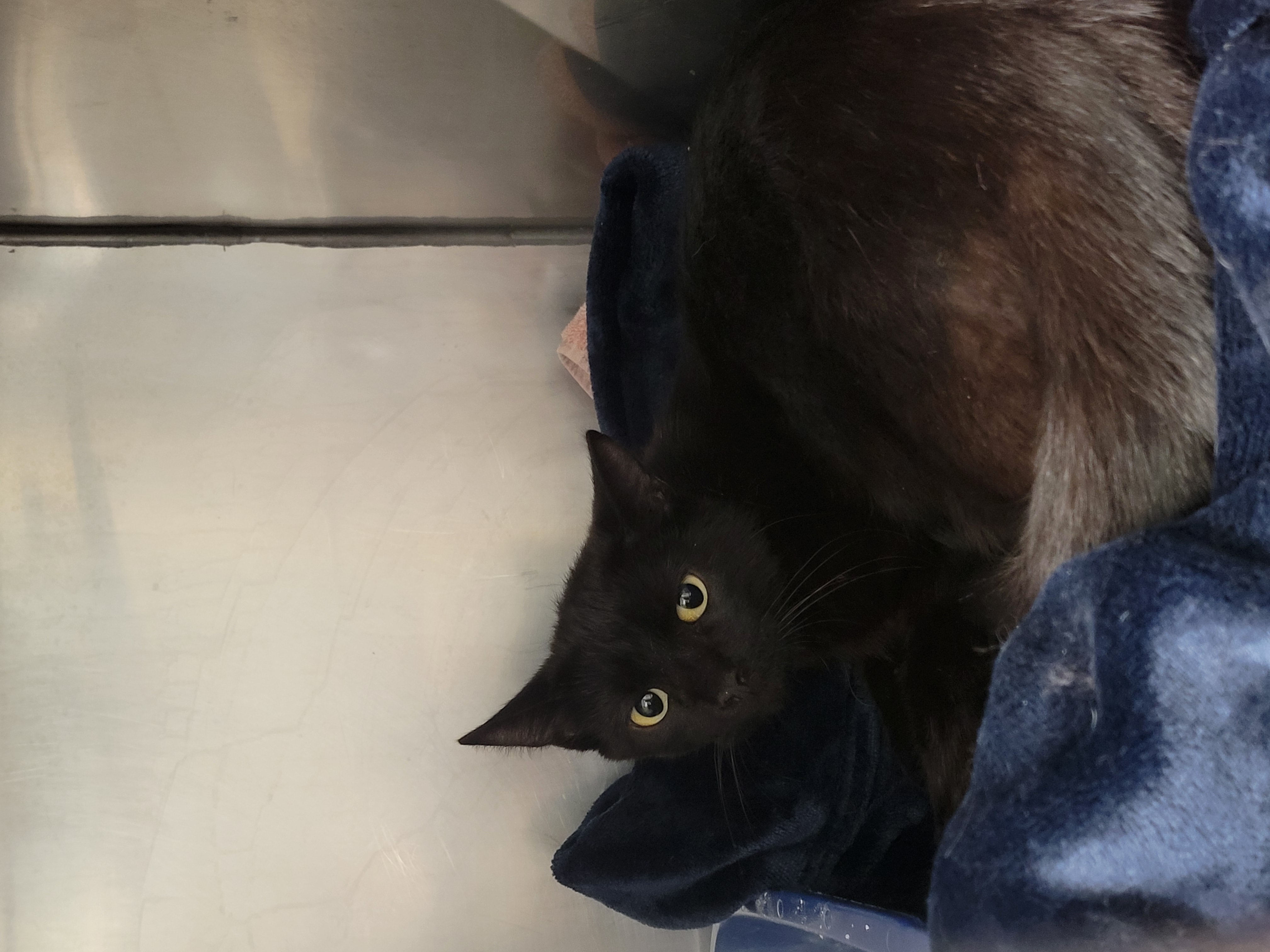Help Rehome This Cat Cat