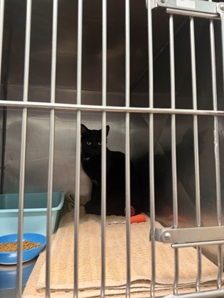 Help Rehome This Cat Cat