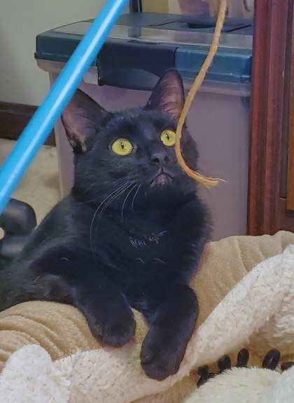 View Owl (in Foster) the Cat Photo #2