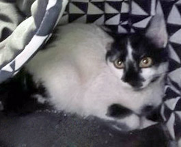 View Akame the Cat Photo #2