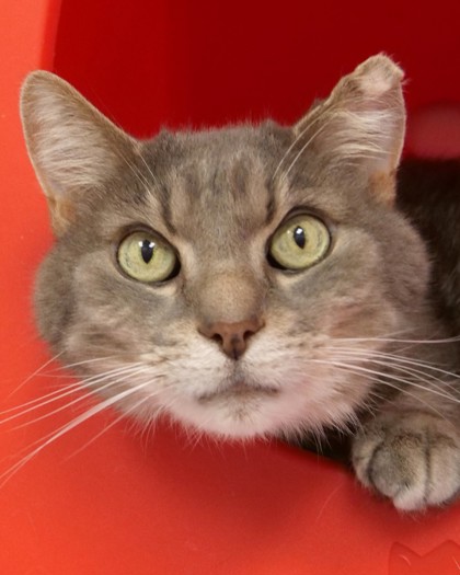 Photo of Harper (bonded to Penelope)