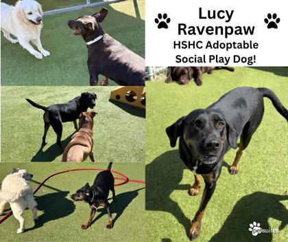 View Lucy Ravenpaw the Dog Photo #3