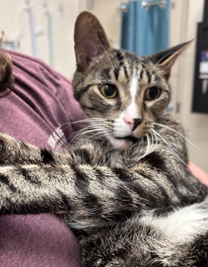 View Oakley (bonded To Oliver Dean) the Cat Photo #2