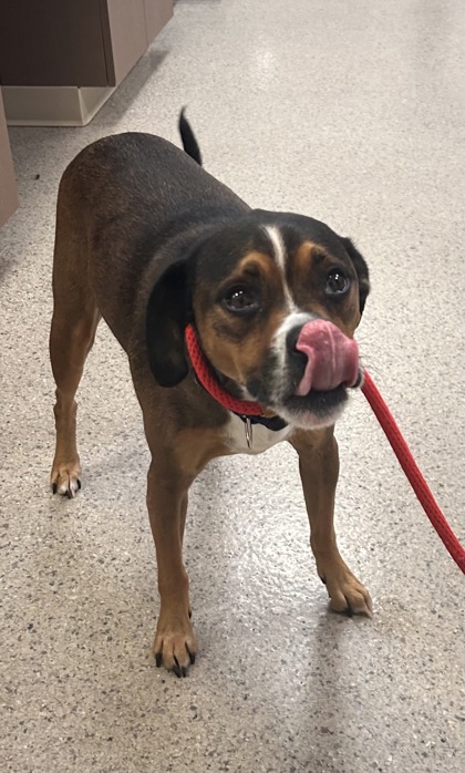 CHICO - Boxer / Pug available for adoption