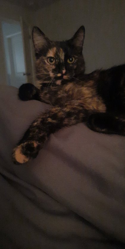 View Lost Cat Photo #1