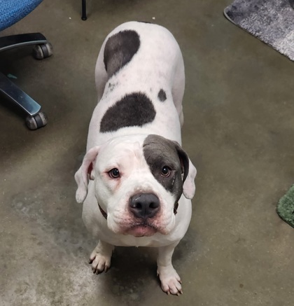 View Dizzy the Dog Photo #2