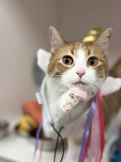 View Ivy the Cat Photo #2