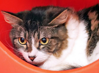 View Jazzy (in Foster) the Cat Photo #2