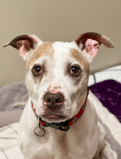 View Johnny Appleseed (in Foster) the Dog Photo #1