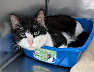 View Zero the Cat Photo #2