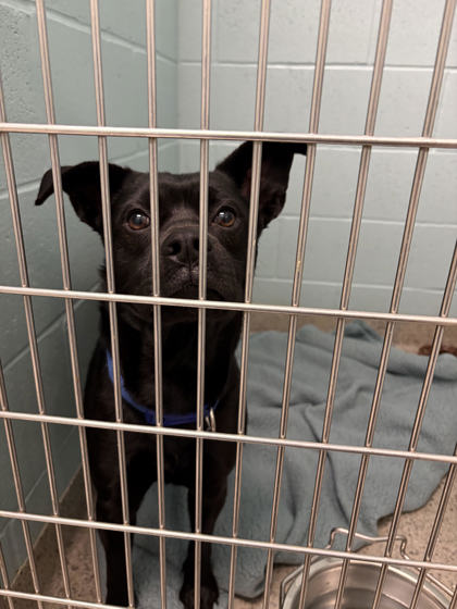 View Found Dog Photo #1