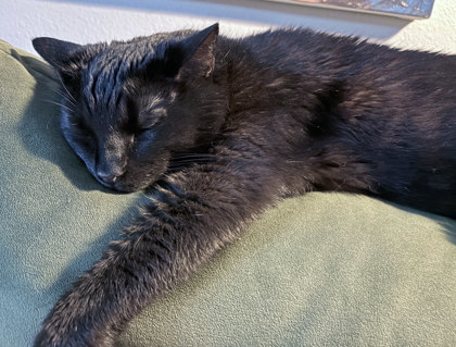 View Sparky (in Foster) the Cat Photo #3