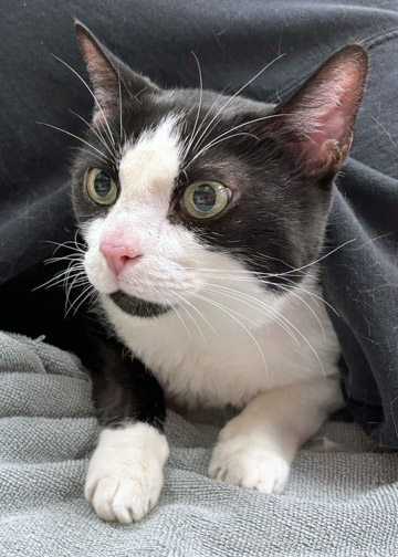 View Charlie Horse (Bonded With Thor) the Cat Photo #1