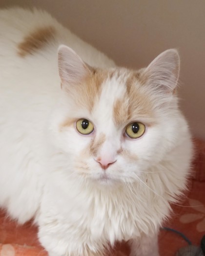 Learn More About Puff Photo of Puff