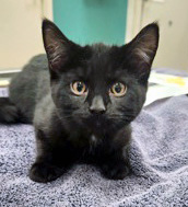 View Binx the Cat Photo #2