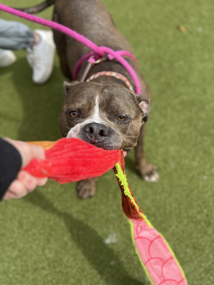 KREED - Bully American  - Standard / Mix available for adoption
