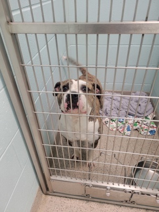 View Mavis the Dog Photo #1