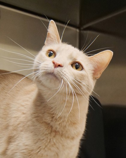 View Apricot Jam the Cat Photo #1