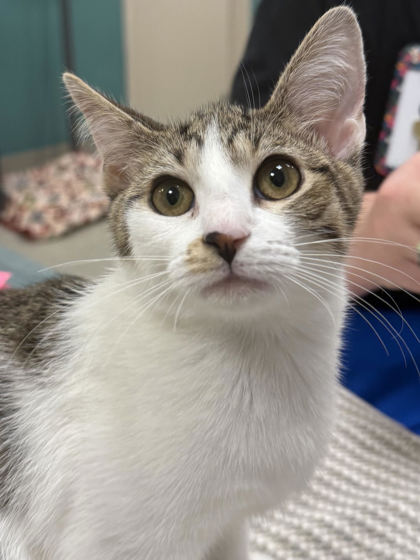 Help Rehome This Cat Cat