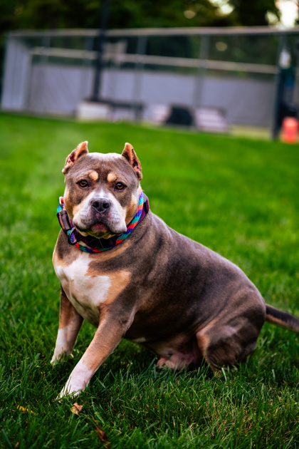 THOR - Bully American  - Standard / Mix available for adoption
