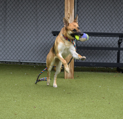 View Navi the Dog Photo #2