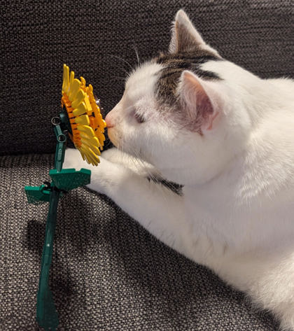 View Khaleesi (in Foster) the Cat Photo #1