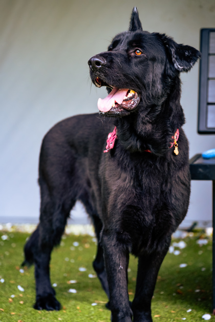 Photo of Niko