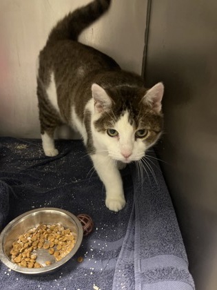 View Butch the Cat Photo #1