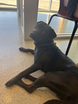 View Demi the Dog Photo #1