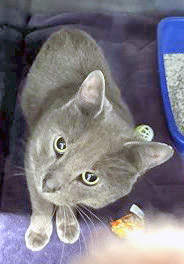 View Skylar the Cat Photo #1