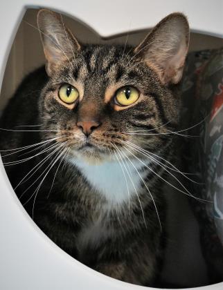 View Bandit the Cat Photo #1