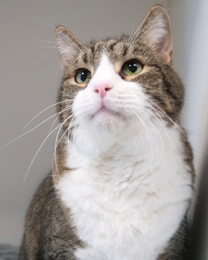 Photo of Mater (Bonded to Chevy Chase)