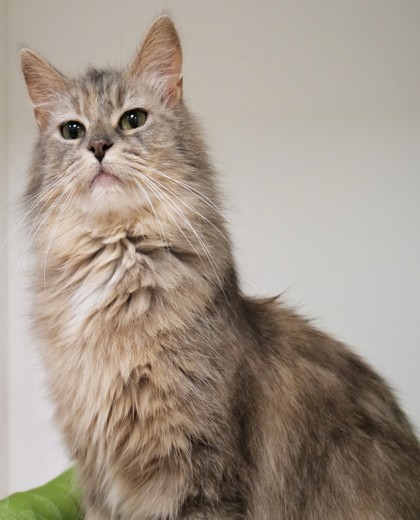 View Jade the Cat Photo #3