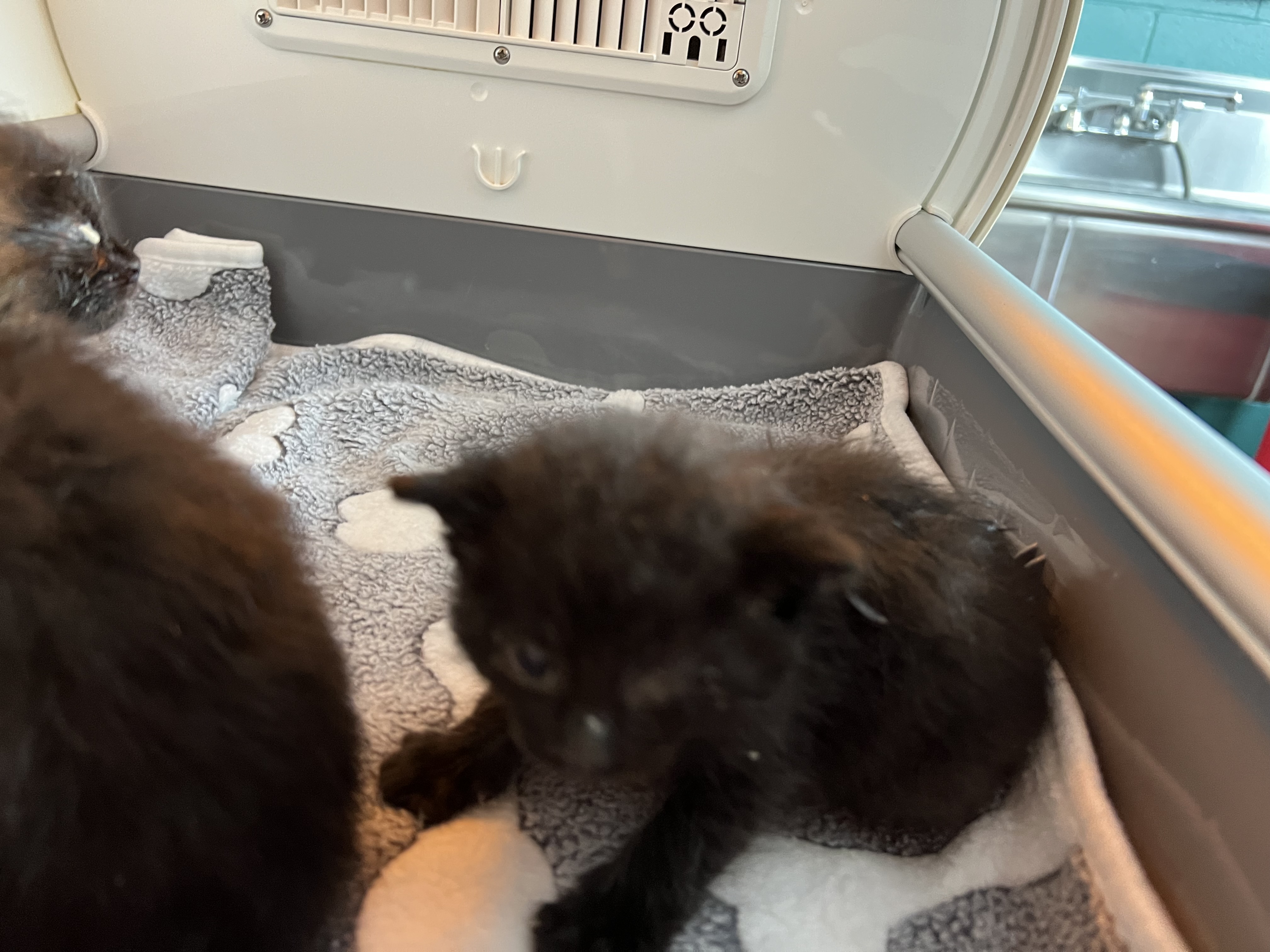 Help Rehome This Cat Cat