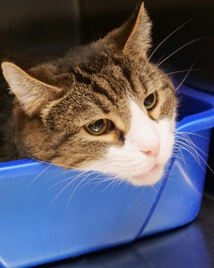View Mater (bonded To Chevy Chase) the Cat Photo #3